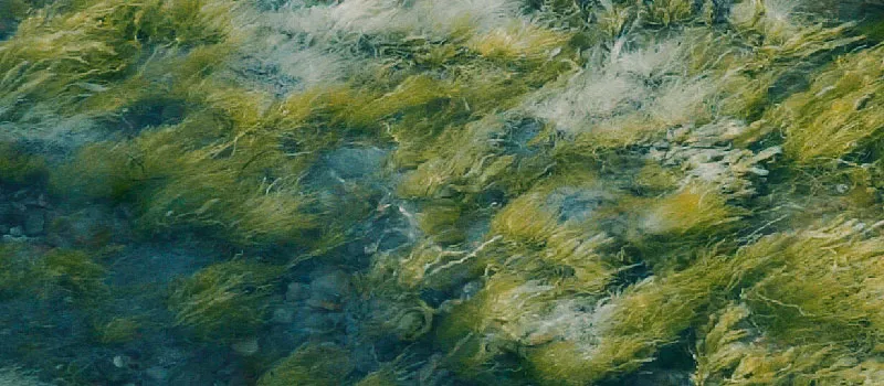 NELSON DIALECT - 2 TRAIN WITH THE 7 alternate thumbnail