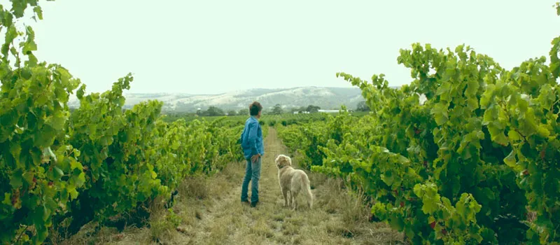 ROSEMOUNT WINERY - MV COLLECTION thumbnail