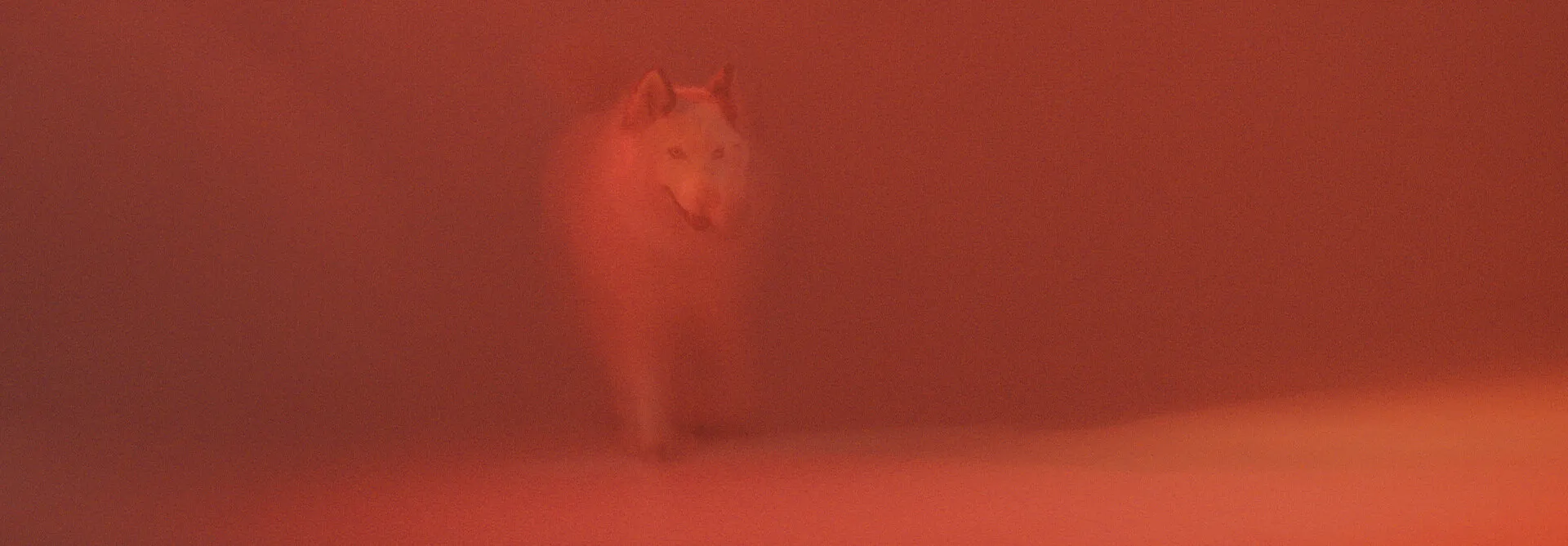 HARTS - POWER - NIMA NABILI RAD - image 6