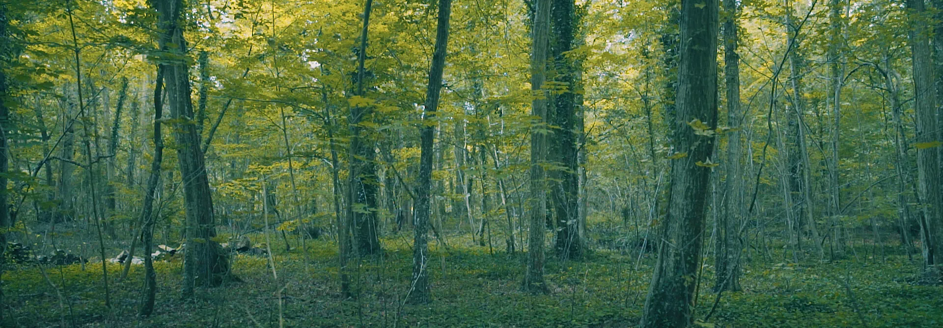 PAOLO SEBASTIAN - GILDED WINGS - NIMA NABILI RAD - image 1