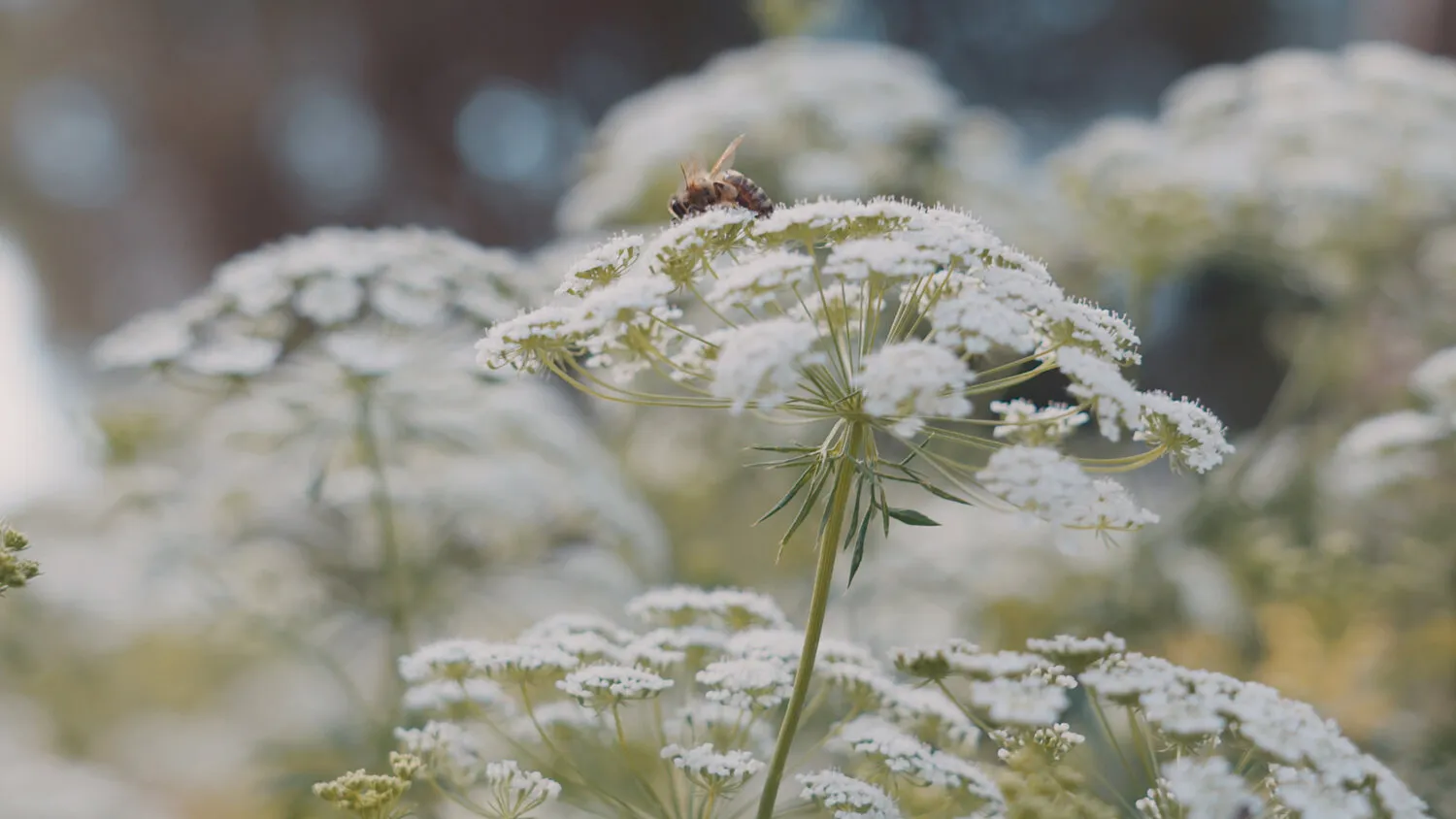 PAOLO SEBASTIAN - PASSAGE OF SPRING - NIMA NABILI RAD - image 2