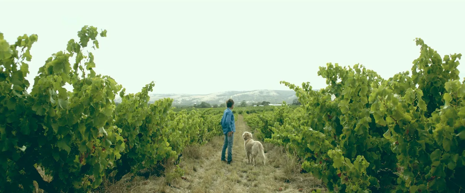 ROSEMOUNT WINERY - MV COLLECTION - NIMA NABILI RAD - image 1